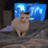 a white cat is standing on a bed in front of a tv screen