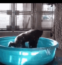 bath bathing gorilla splash
