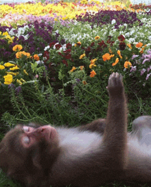 a monkey laying in a field of flowers with its paw up