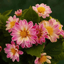 a bunch of pink flowers with yellow centers are surrounded by green leaves