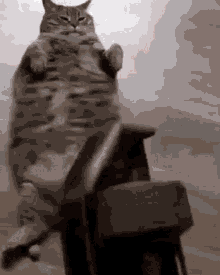 a cat is sitting on top of a wooden block .