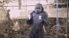 gorilla mocha drinks ape
