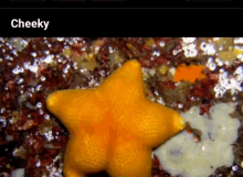 Starfish Sexy GIF - Starfish Sexy Funny Animals GIFs