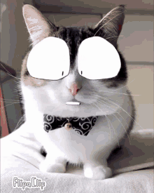 Cat Cats GIF - Cat Cats Monster GIFs