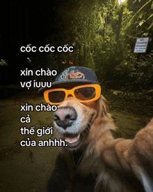 a dog wearing sunglasses and a hat is taking a selfie in front of a no parking allowed sign