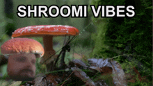 Shroom Mushroom GIF - Shroom Mushroom Forsen GIFs