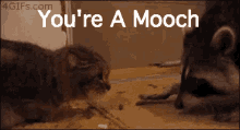 Mooch GIF - Mooch You Are A Mooch Steal GIFs