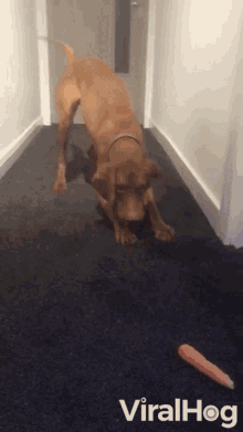 Whats This Dog GIF - Whats This Dog Carrot GIFs