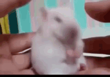 Surprise 4 GIF - Mouse Surprise Shocked GIFs