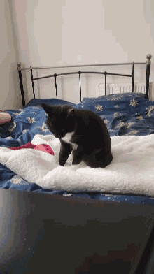 cat making biscuits