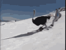 Ostrich Skiing GIF