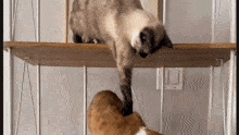 Loop Meme GIF - Loop Meme Cat GIFs