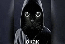 a black cat is wearing a hoodie with a hood .