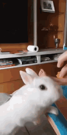 bunny eat