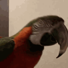Kiwi Bird Kiwi GIF - Kiwi Bird Kiwi Macaw GIFs