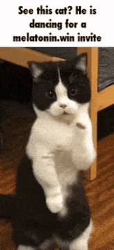 a black and white cat is standing on its hind legs with the caption see this cat he is dancing for a melatonin win invite