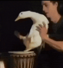 Duck Drum GIF - Duck Drum Drumming GIFs
