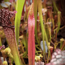 sarracenia carnivorous plant