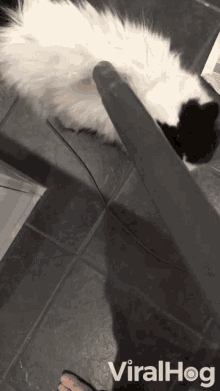 Vacuum Cat GIF
