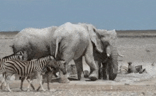 Zebra Elephant GIF - Zebra Elephant Nature GIFs