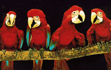Parrot Ara GIF - Parrot Ara GIFs
