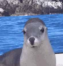 Seal Tag GIF - Seal Tag GIFs