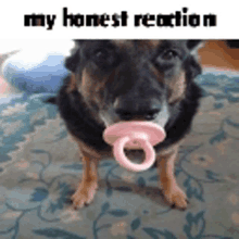 My Honest Reaction Dog GIF - My Honest Reaction Dog Cute GIFs