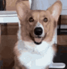 Wuv Dog GIF - Wuv Dog Corgi GIFs