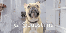 a picture of a dog with the words ig @pupstime above it