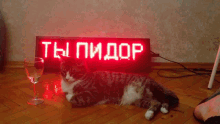 56324пк Cat GIF - 56324пк Cat Rest GIFs