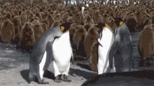 Fight Penguins GIF - Fight Penguins Penguin GIFs