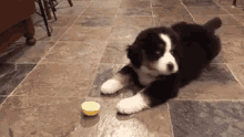 Dogs Funny GIF - Dogs Funny Cute GIFs