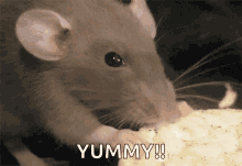 Rat Nibbling GIF - Rat Nibbling Cute GIFs