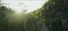 the sun is shining through the trees in the woods