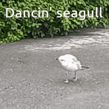 seagulls dance bird dancing
