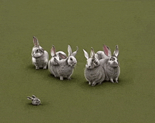 a group of white rabbits are standing in a grassy field .