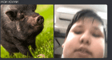 a picture of a pig next to a picture of a person with the words мой хоуми on the bottom