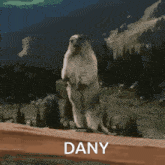 a squirrel standing on its hind legs with the word dany written below it