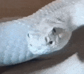 Snake Mewing GIF