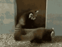 Red Panda Surprised Hug GIF