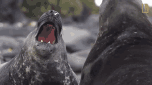 fighting seals short film showcase world penguin day elephant seal big nostrils
