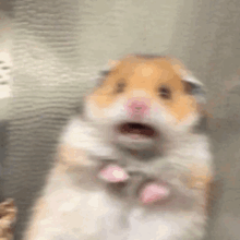 a close up of a hamster 's face with its mouth open .