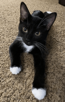 a black and white cat is laying on its back on a carpet