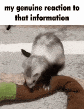 Ferret My Genuine Reaction To That Information GIF - Ferret My Genuine Reaction To That Information Mustelid GIFs