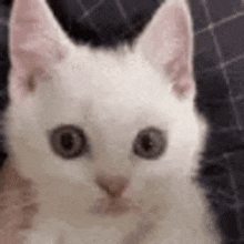 Angy Cat GIF - Angy Cat Kitten GIFs