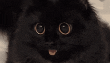a close up of a black cat with its tongue sticking out