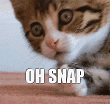 Cat Oh GIF - Cat Oh Snap GIFs