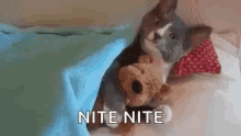 Bed Kitten GIF - Bed Kitten Cat GIFs
