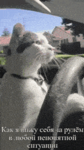 a cat is sitting in a car looking out the window