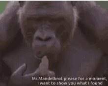 gorilla mr mandelbrot i want to show you what i found pensive thinking